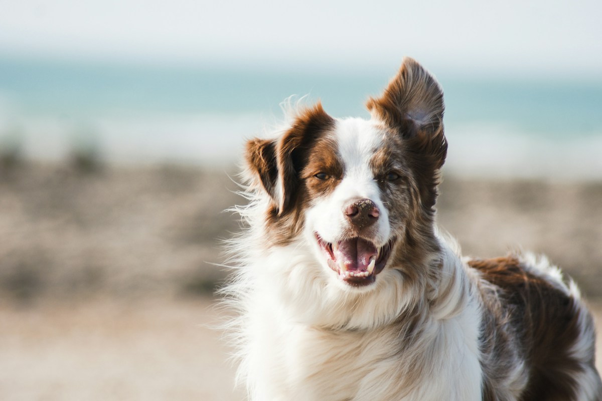 A happy rehabilitated rescue dog smiling with wind in its ears